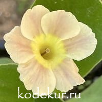 Примула ушковая Медовая история