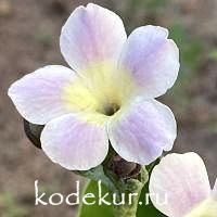 Примула ушковая Сиреневая луна