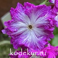 Primula sieboldii Anabar