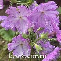 Primula sieboldii Angelyna