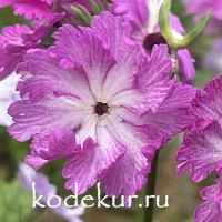 Primula sieboldii Arashi Kumo