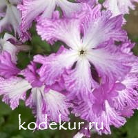 Primula sieboldii Eve