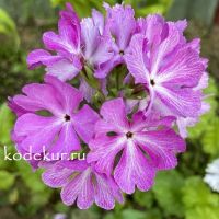 Примула зибольда Фря