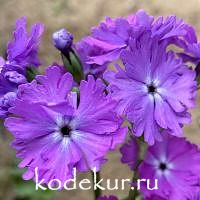 Primula sieboldii Hinoki