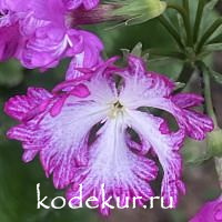 Primula sieboldii Lacy Lady