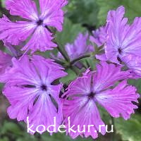 Примула зибольда  Мальвина 