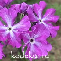 Primula sieboldii Manakoora