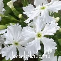 Примула зибольда Сахарная вата