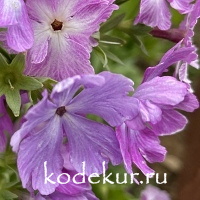 Примула зибольда Стрекоза 