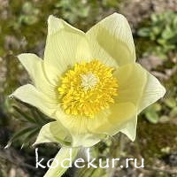 Pulsatilla uralensis
