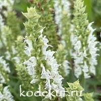 Salvia nemorosa Apex White