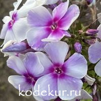 Королева Марго