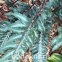 Athyrium niponicum Metallicum Pictum